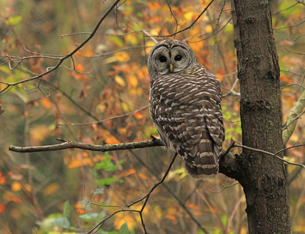 Barred Owl, Jobes Woods Trail, Presqu'ile Provincial Park, Ontario