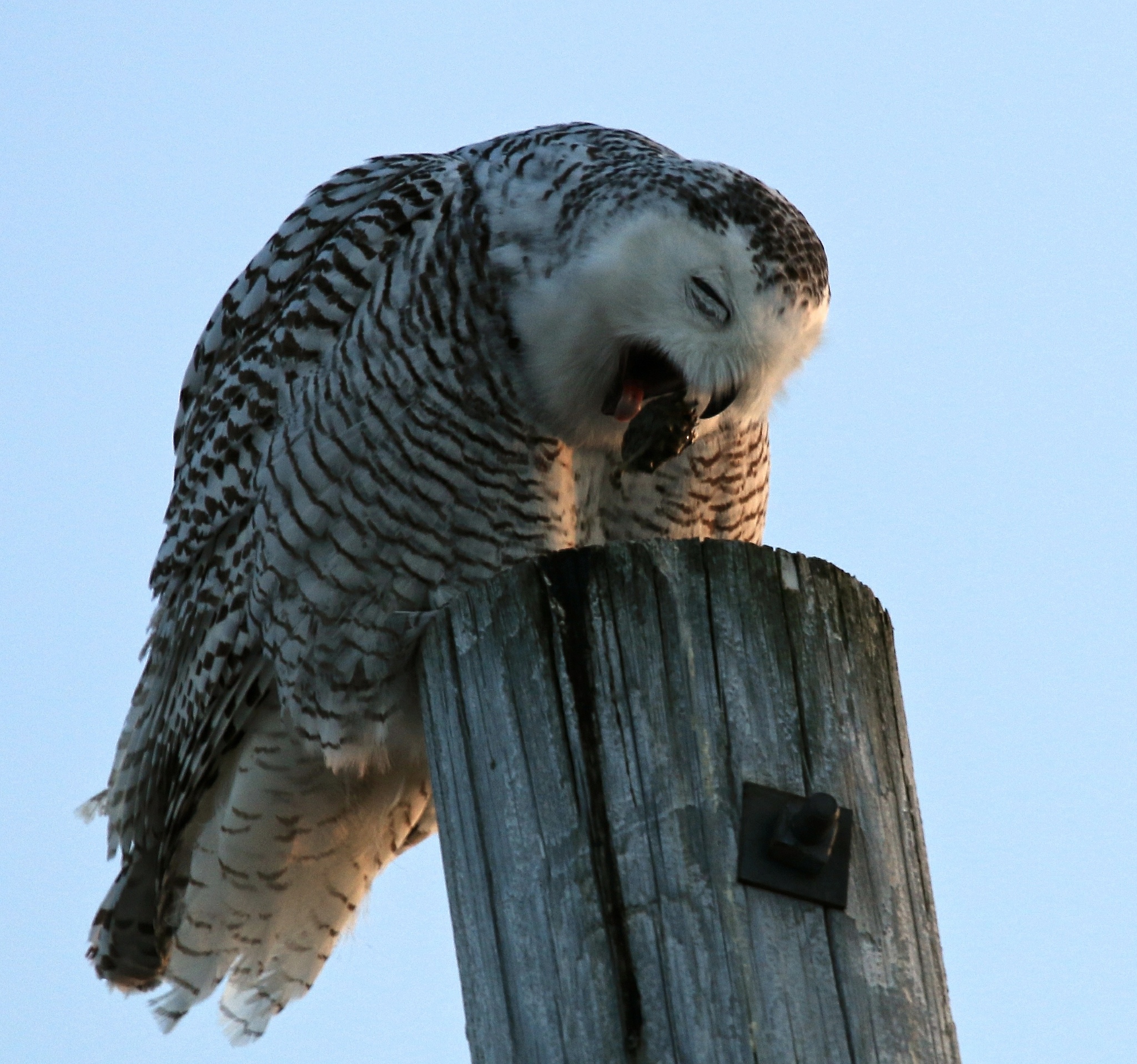 Owl Pellets Leslie Abram Photography