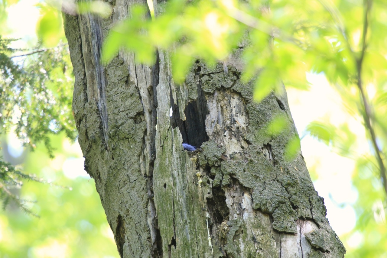 Barred owl nest