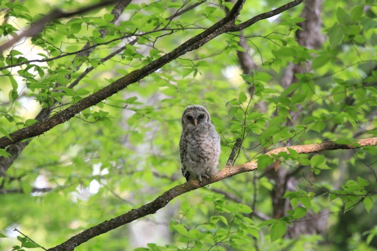 barred owlet