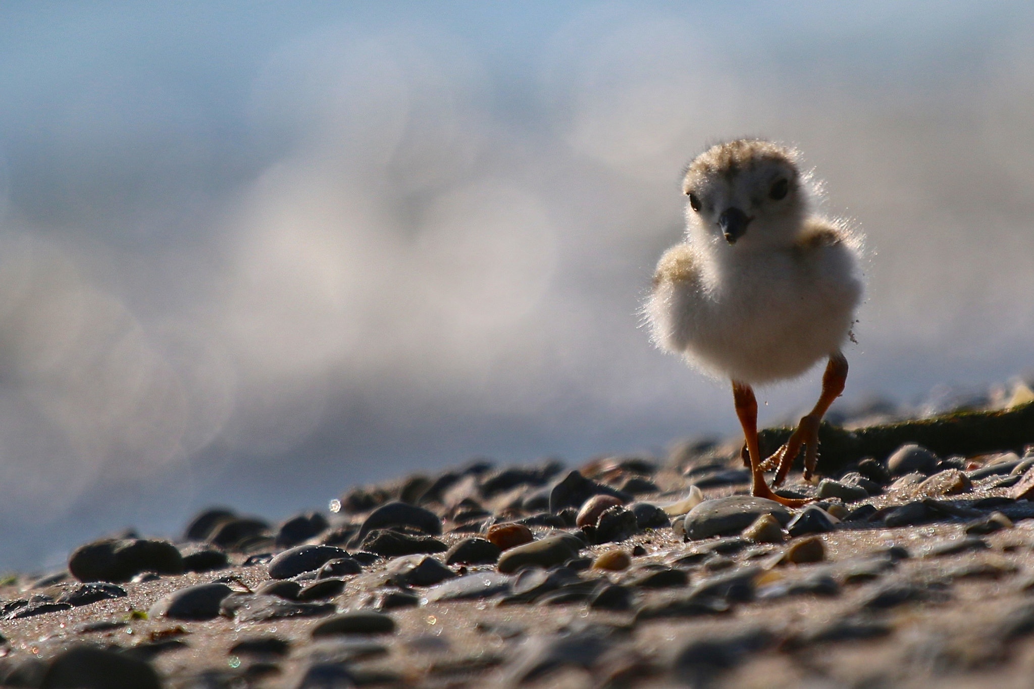 piping plover beach north lake ontario nest canada