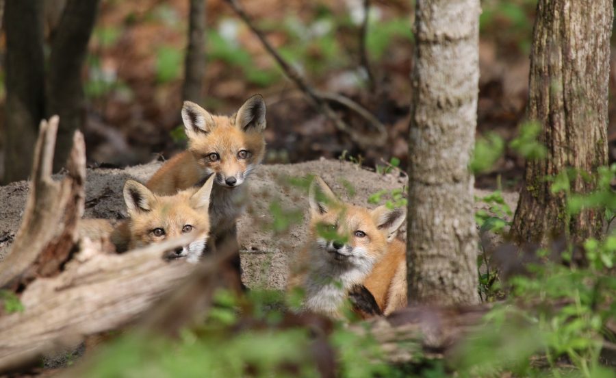 Foxes in the Forest - Leslie Abram Photography