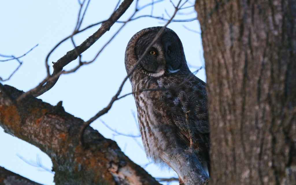 Great Gray Owl Winter - Leslie Abram Photography